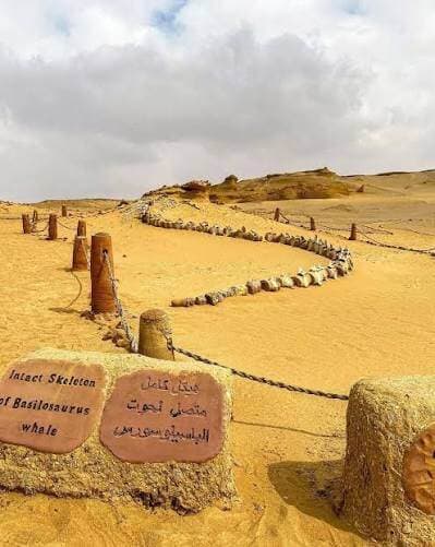 Private Faiyum Day Trip: Wadi El Hitan & Wadi El Rayan